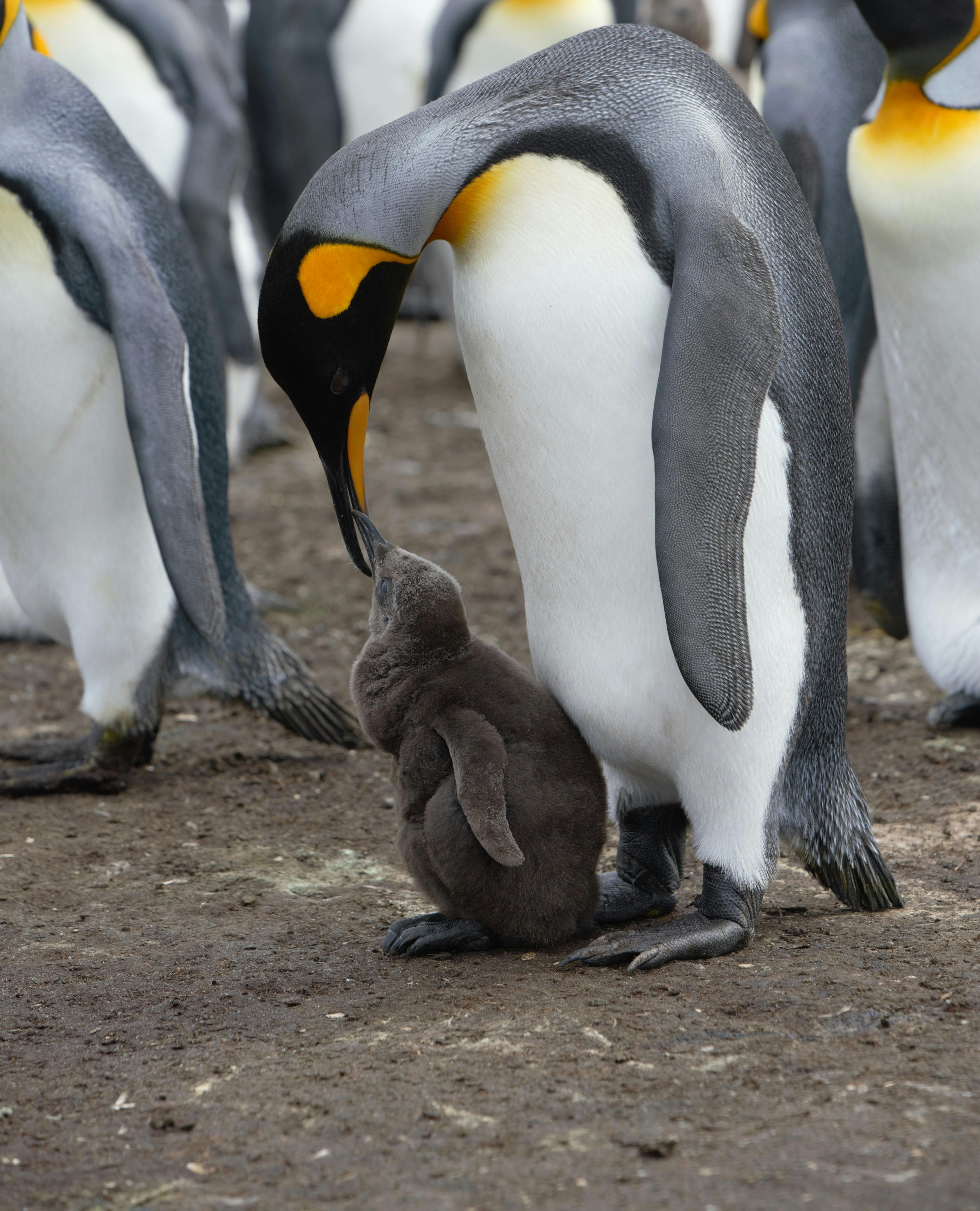 4859x6002 Emperor Penguin Photo, Download