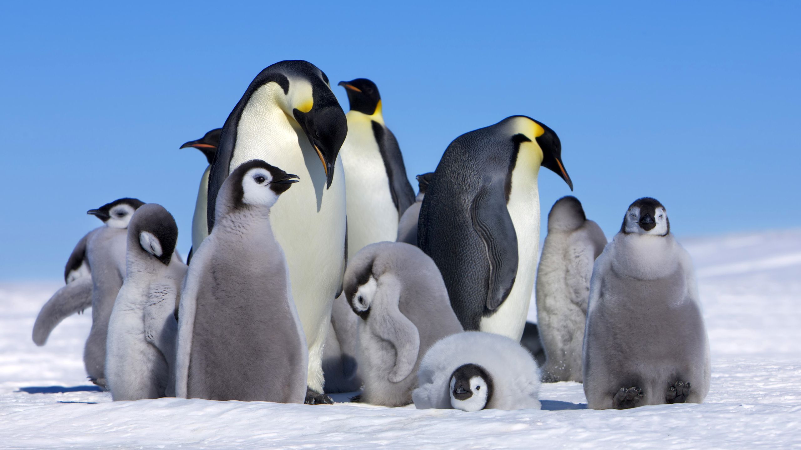 2560x1440 Download Chick Emperor Penguin Bird