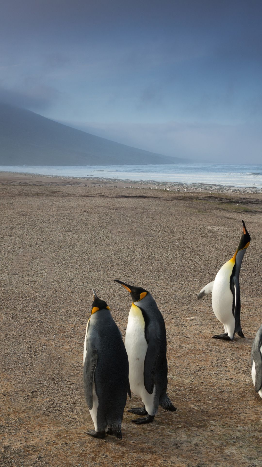 1080x1920 King Penguins Lost iPhone Wallpaper