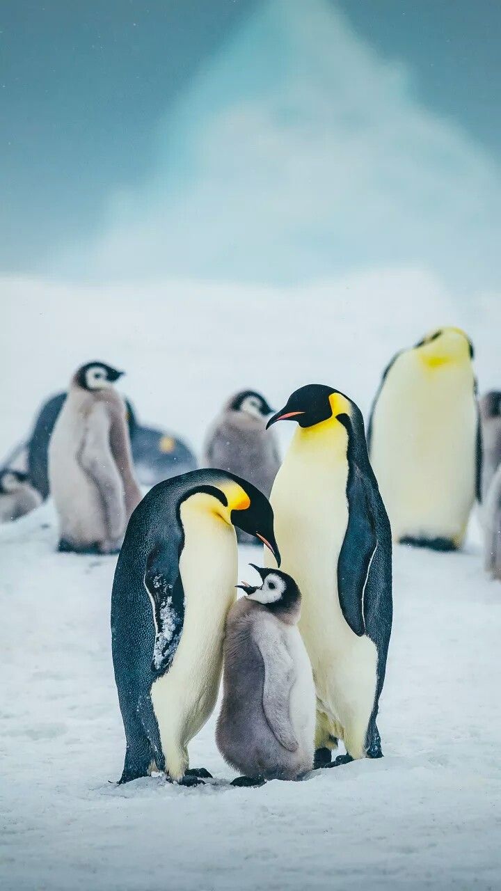 720x1280 Pin page