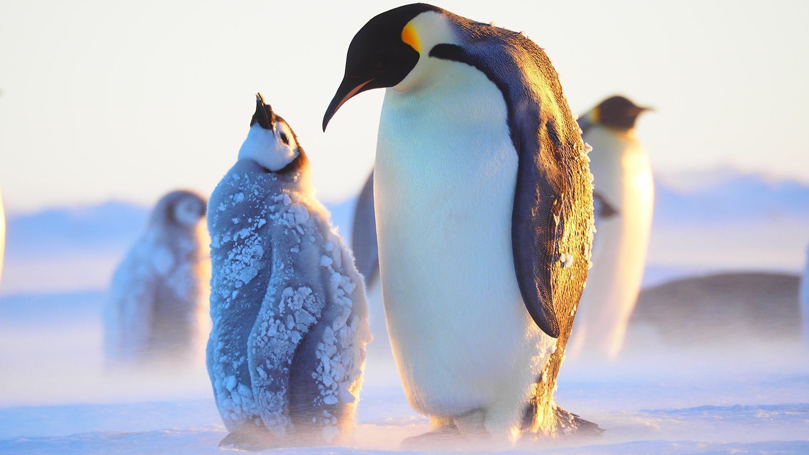 1600x900 Studying penguins at the South Pole