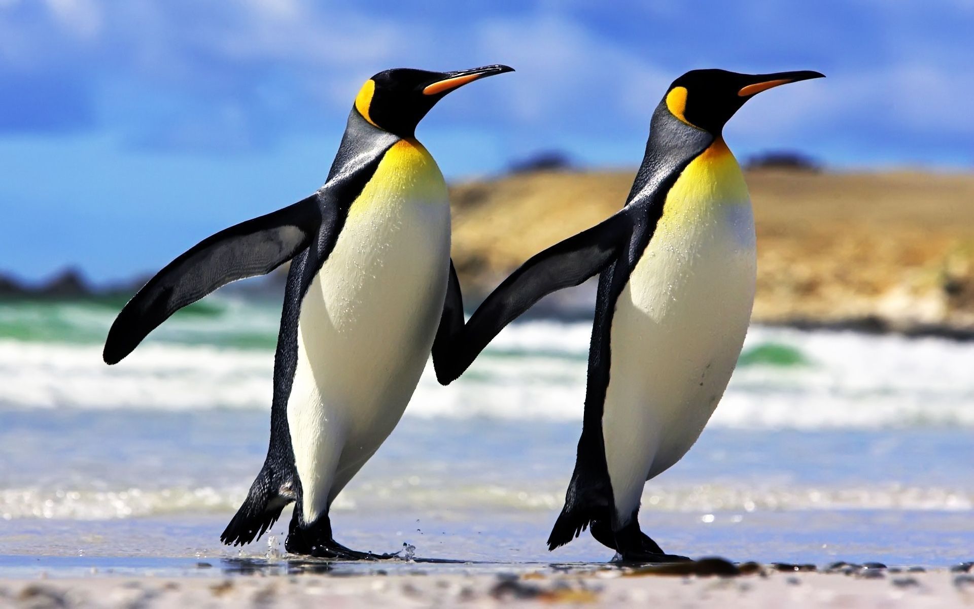 1920x1200 Emperor Penguin Wallpaper