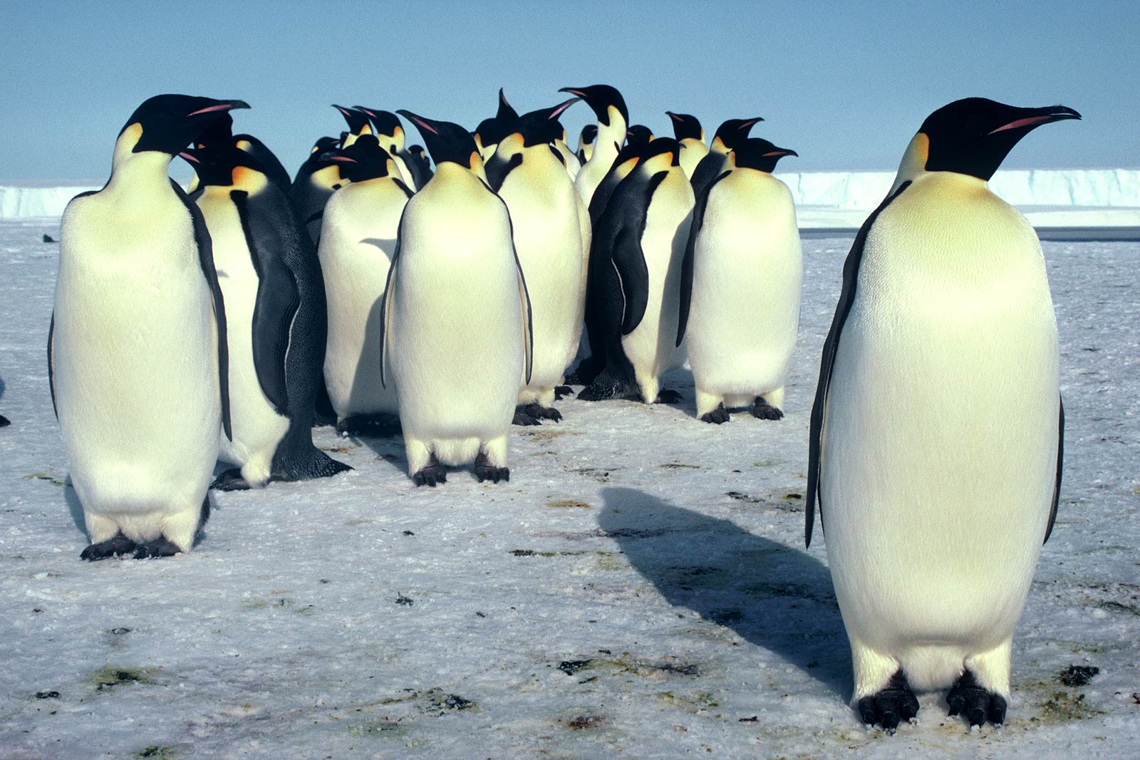 1600x1067 Emperor Penguin Desktop and Mobile