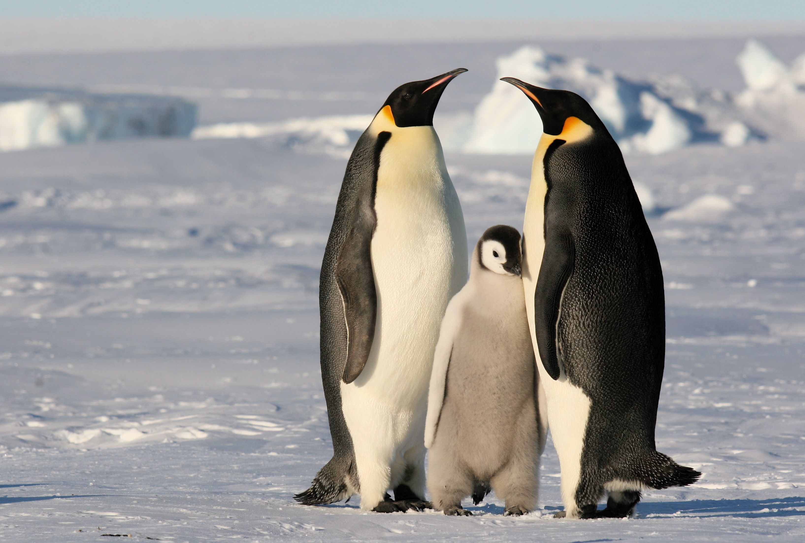 3269x2204 Animal Emperor Penguin HD Wallpaper