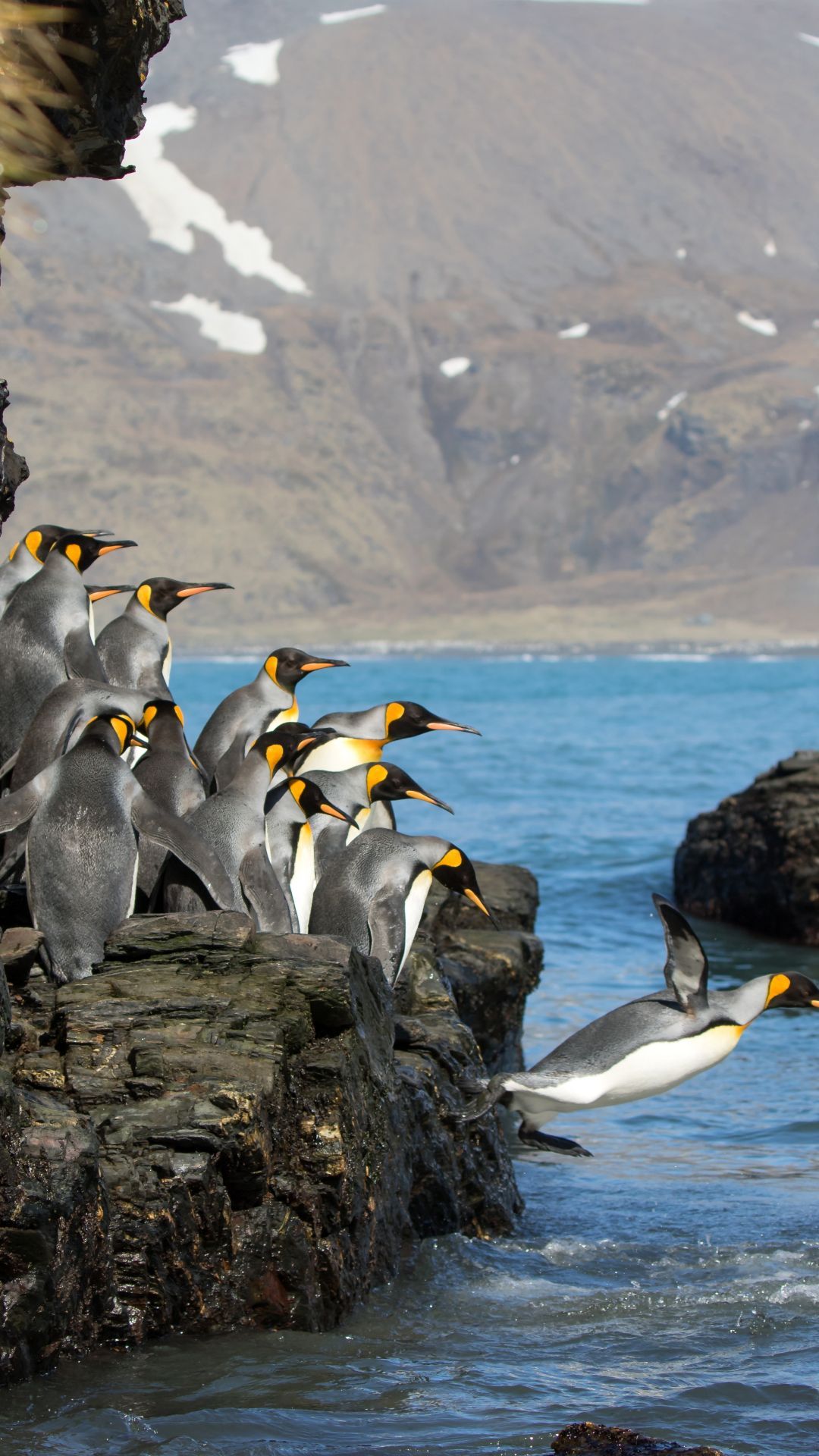 1080x1920 King Penguins Diving iPhone Wallpaper