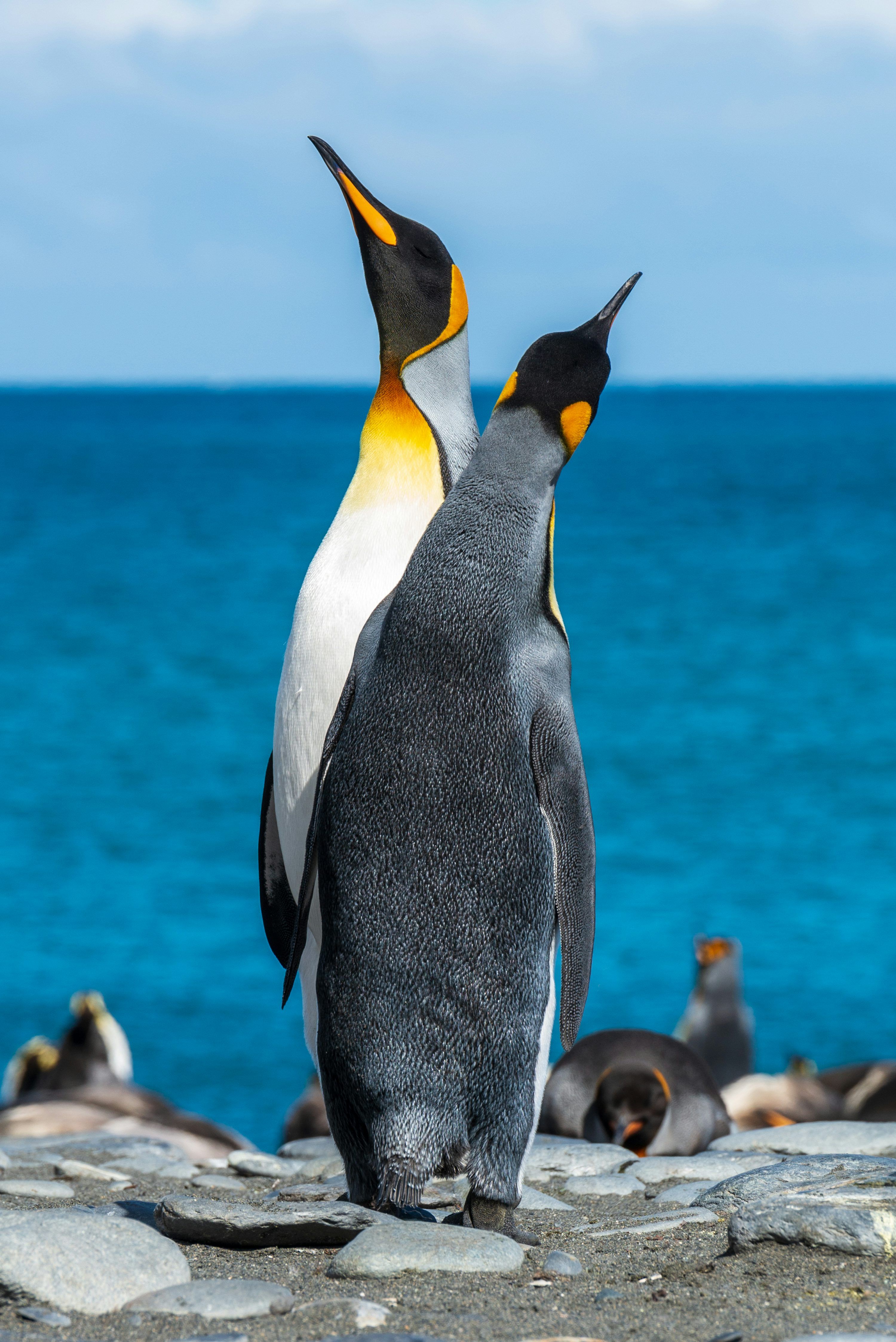 3000x4493 Emperor Penguin Picture
