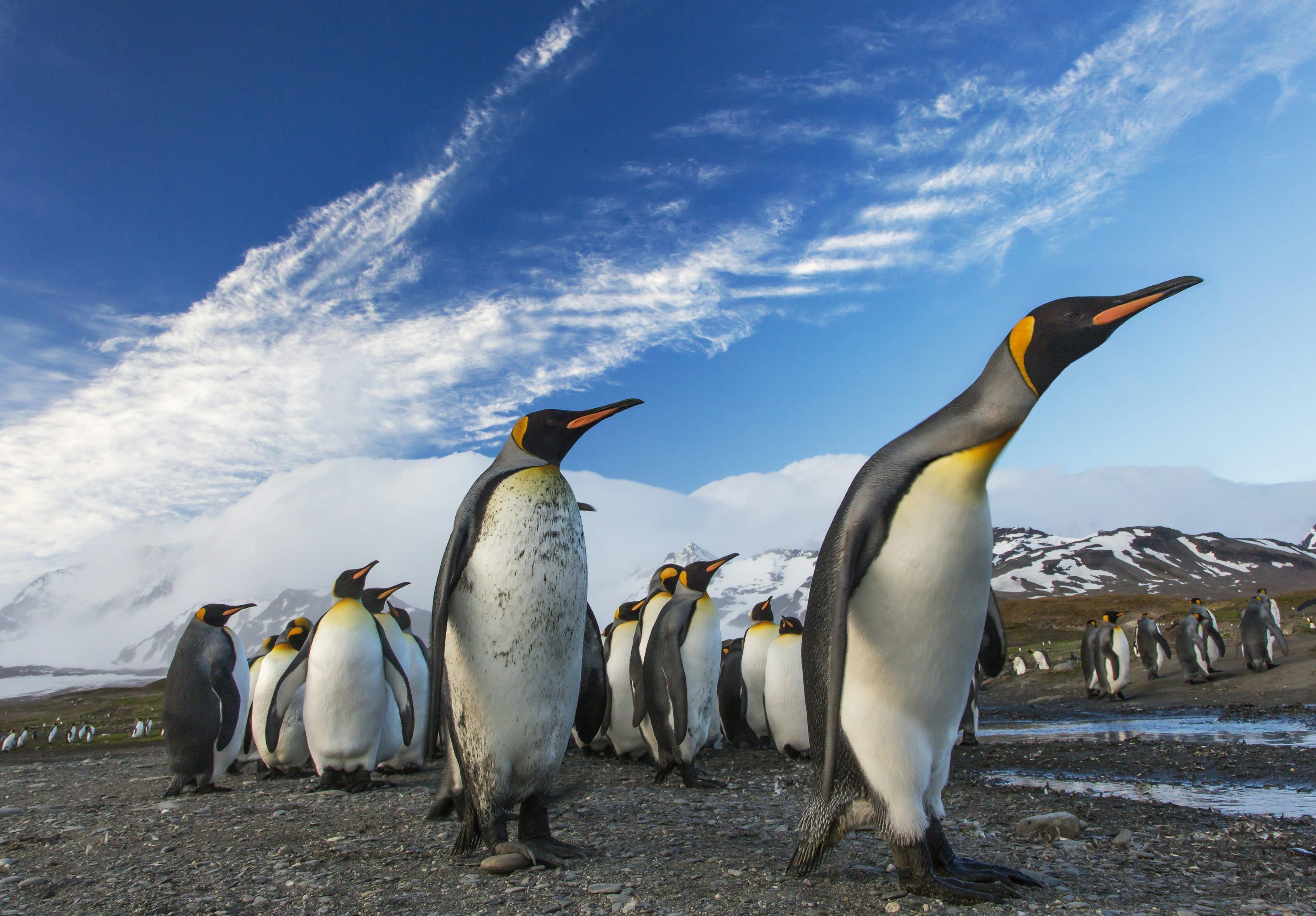 3000x2089 Emperor Penguin Picture