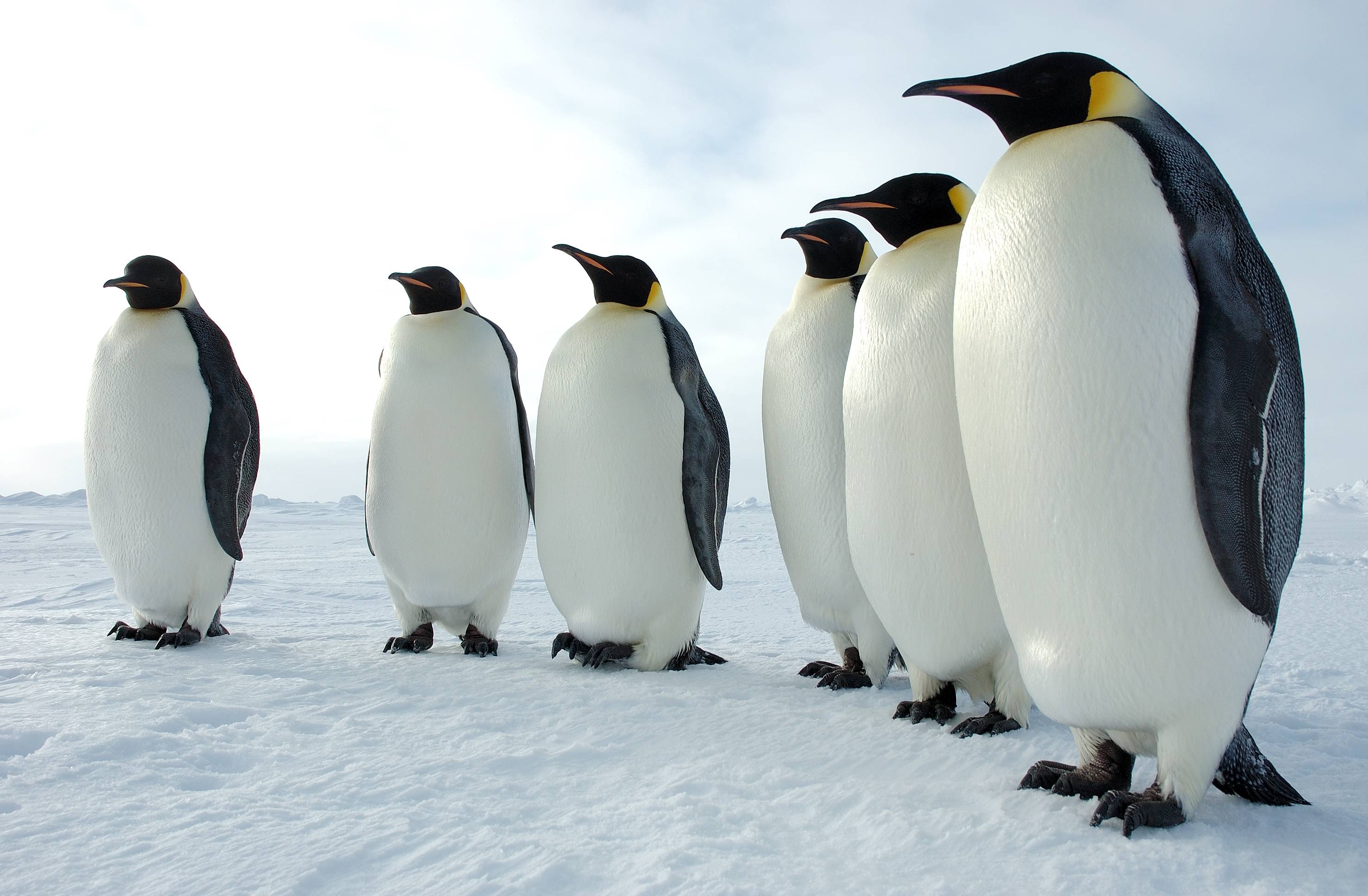 2956x1936 Emperor Penguin Animal Penguin HD Wallpaper