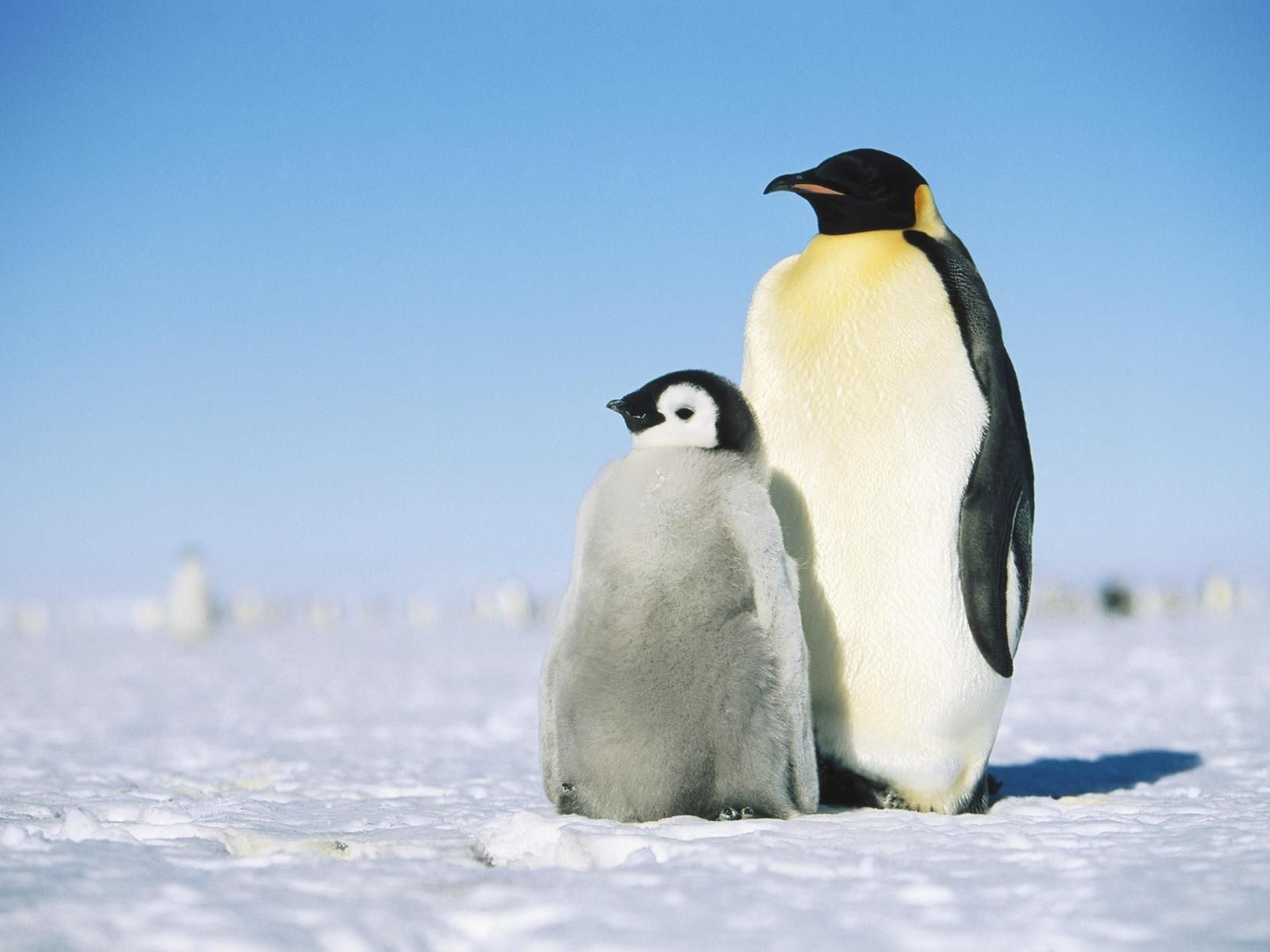 1600x1200 Penguin Wallpaper