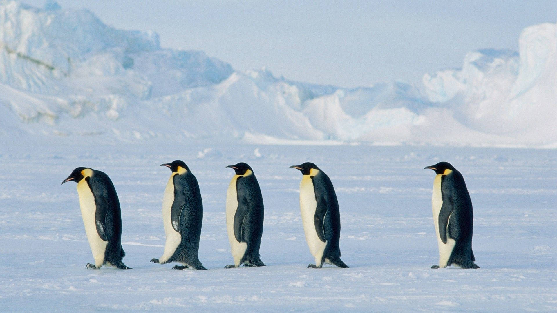 1920x1080 Cute Penguin Line Up Wallpaper