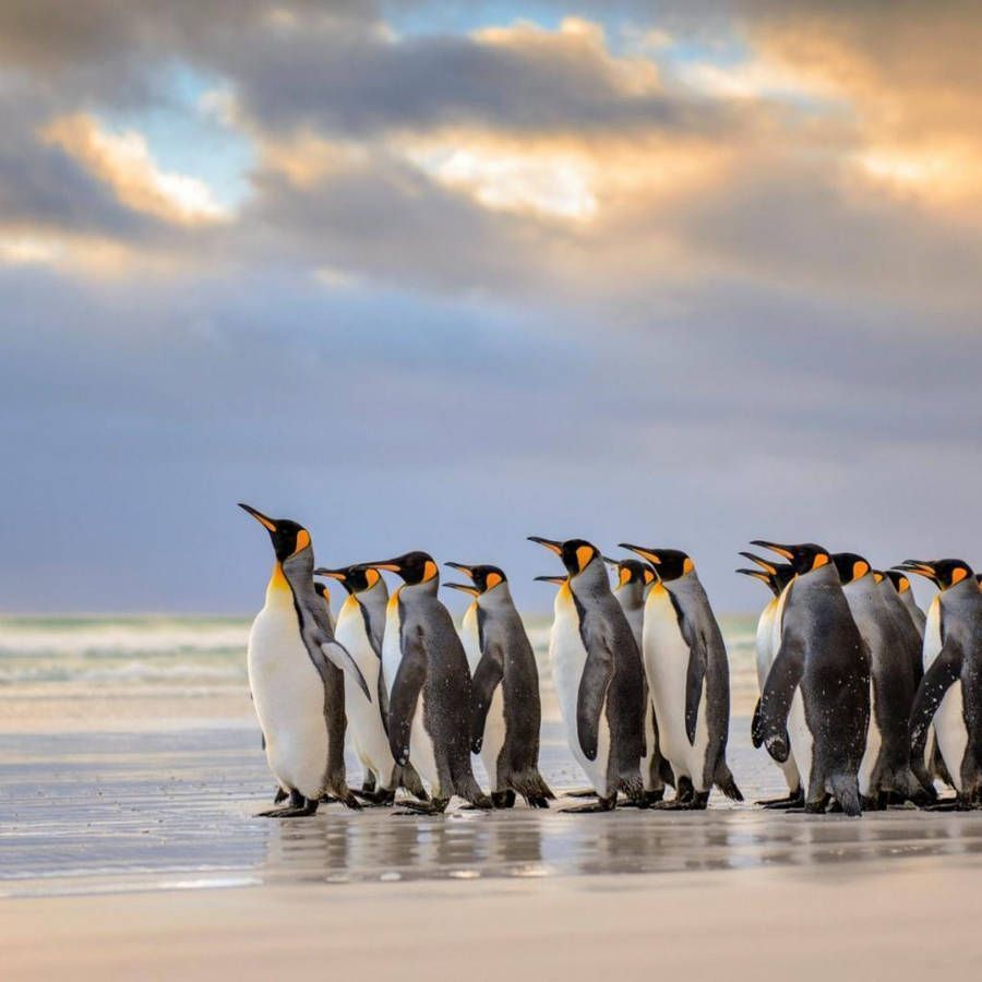 900x900 Download free Emperor Penguins Coast