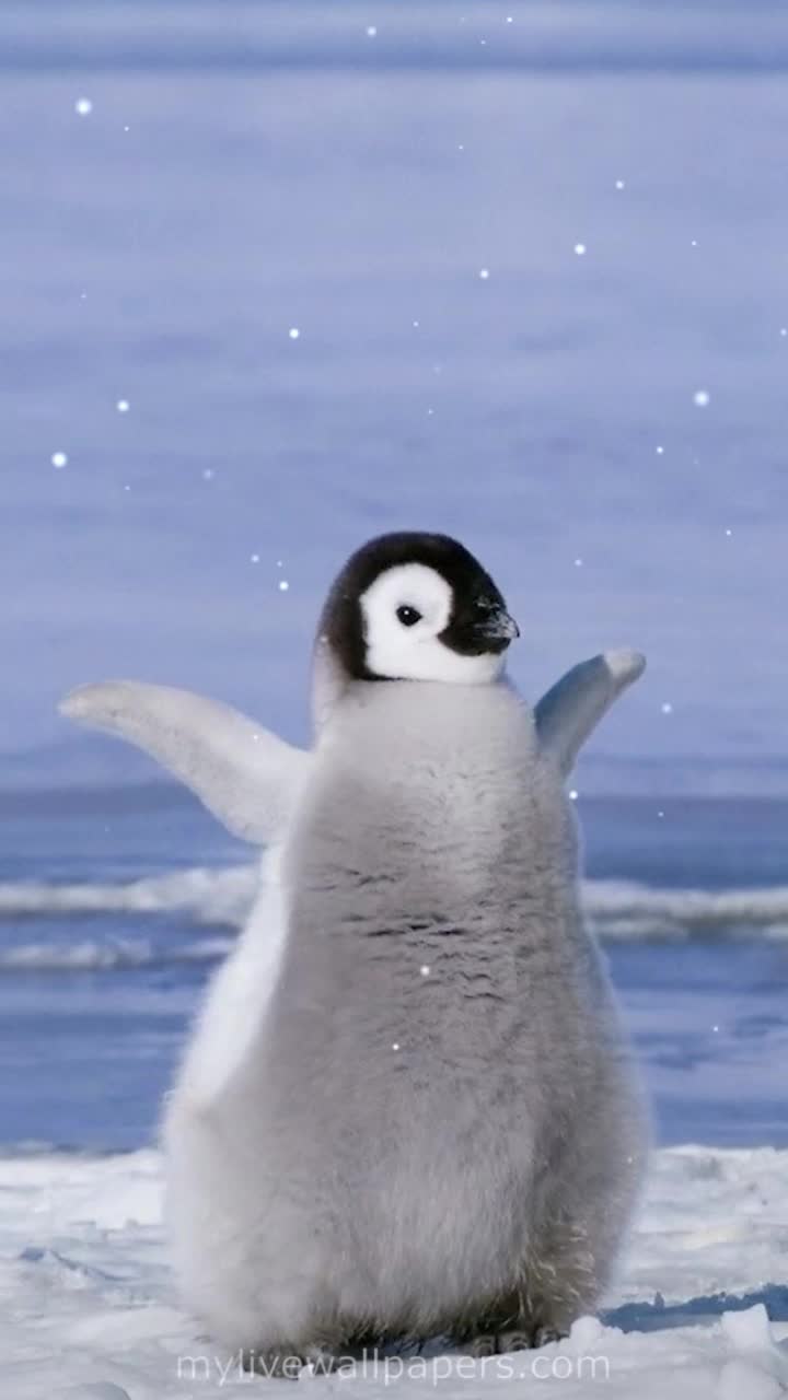 720x1280 Baby Emperor Penguin Dance Wallpaper