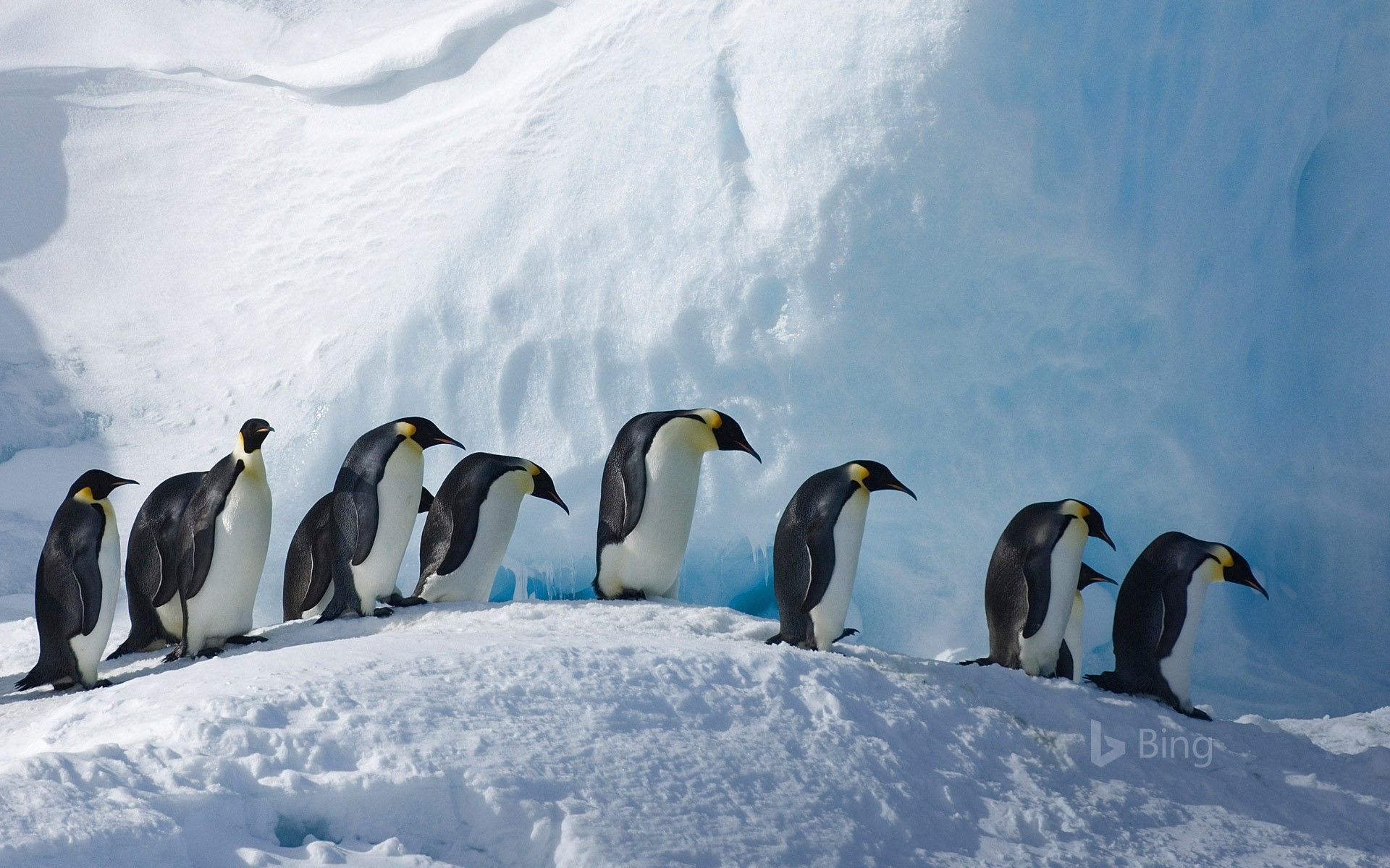 1920x1200 Emperor penguins on Snow Hill Island