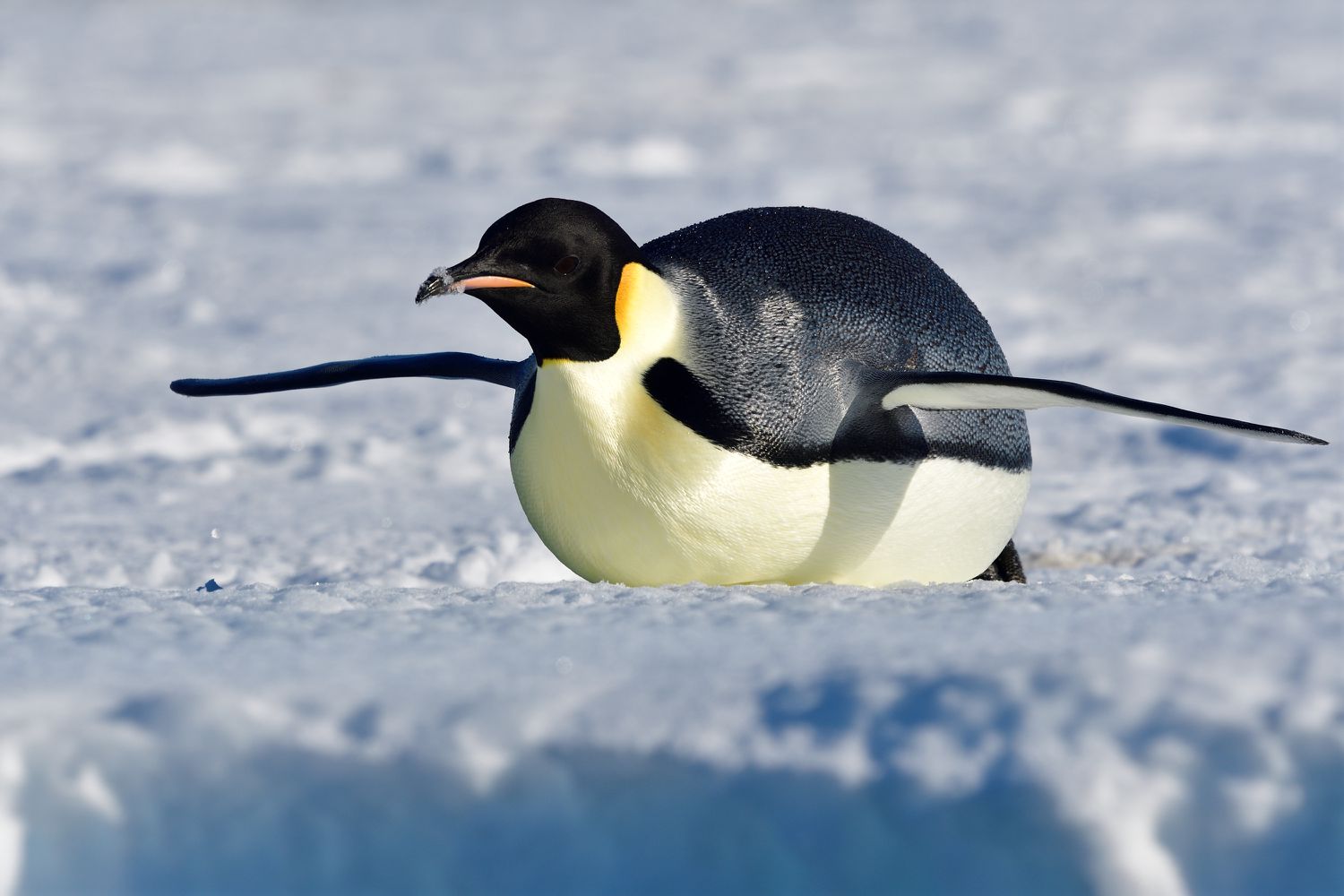 1500x1000 Emperor Penguin Facts Aptenodytes