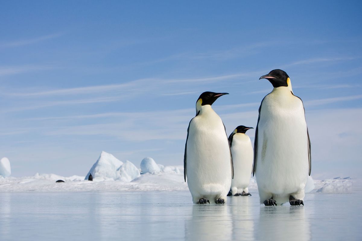 1200x800 emperor penguins face is climate change