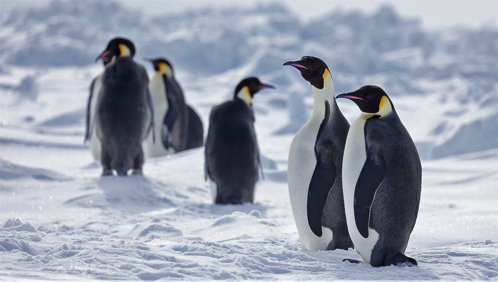 1910x1080 Emperor penguins, recommended as