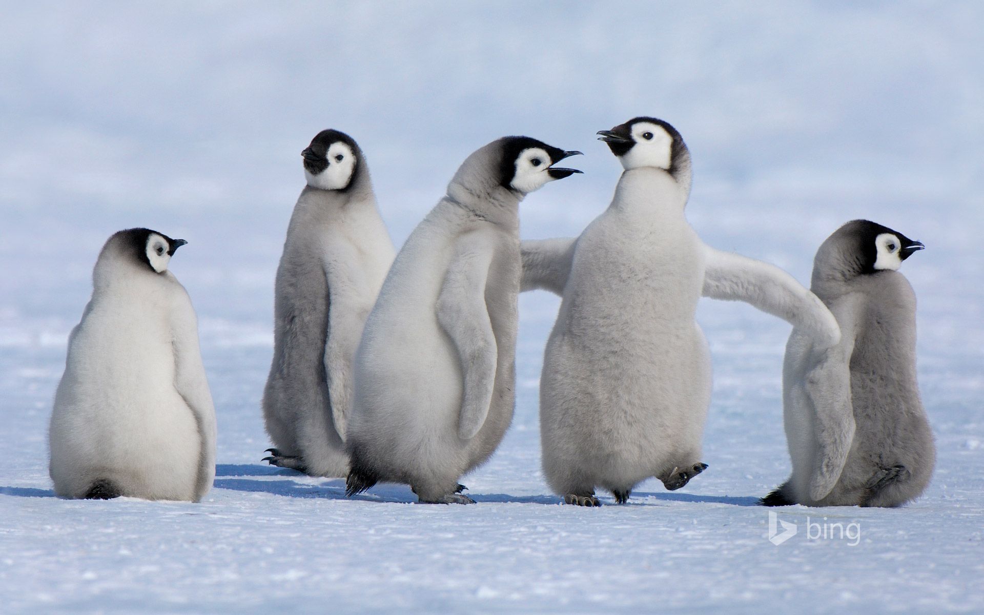 1920x1200 Emperor penguin chicks in Antarctica