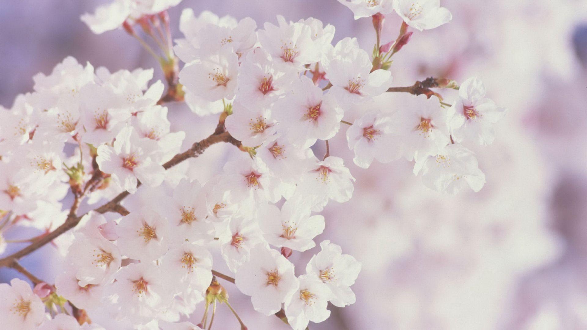 1920x1080 Cherry Blossom Widescreen Wallpaper. Wide