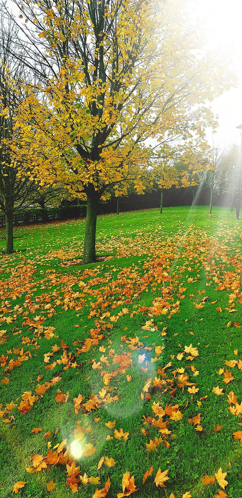 800x1646 autumn, europe, jaikanth, landscapes