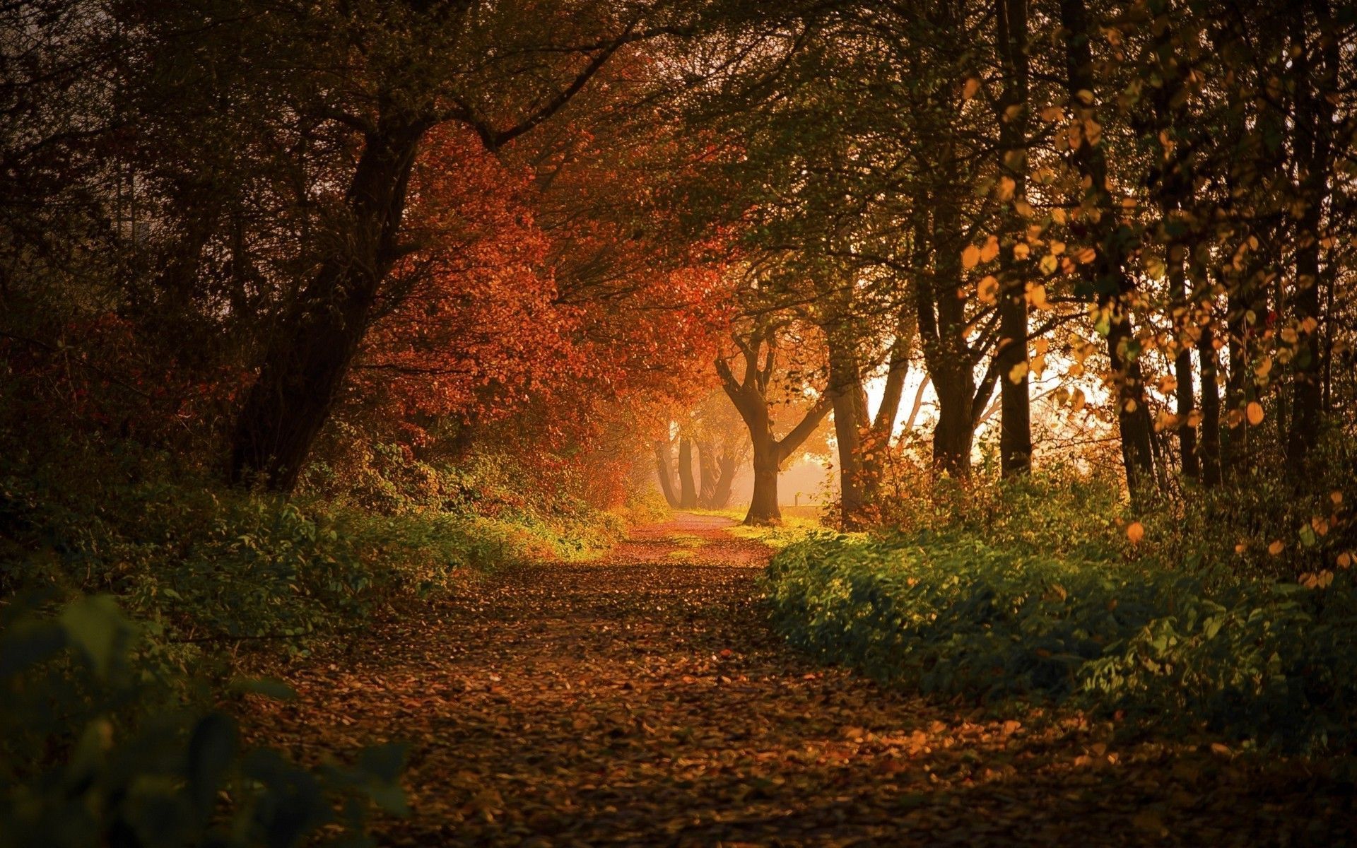 1920x1200 Autumn Germany Wallpaper
