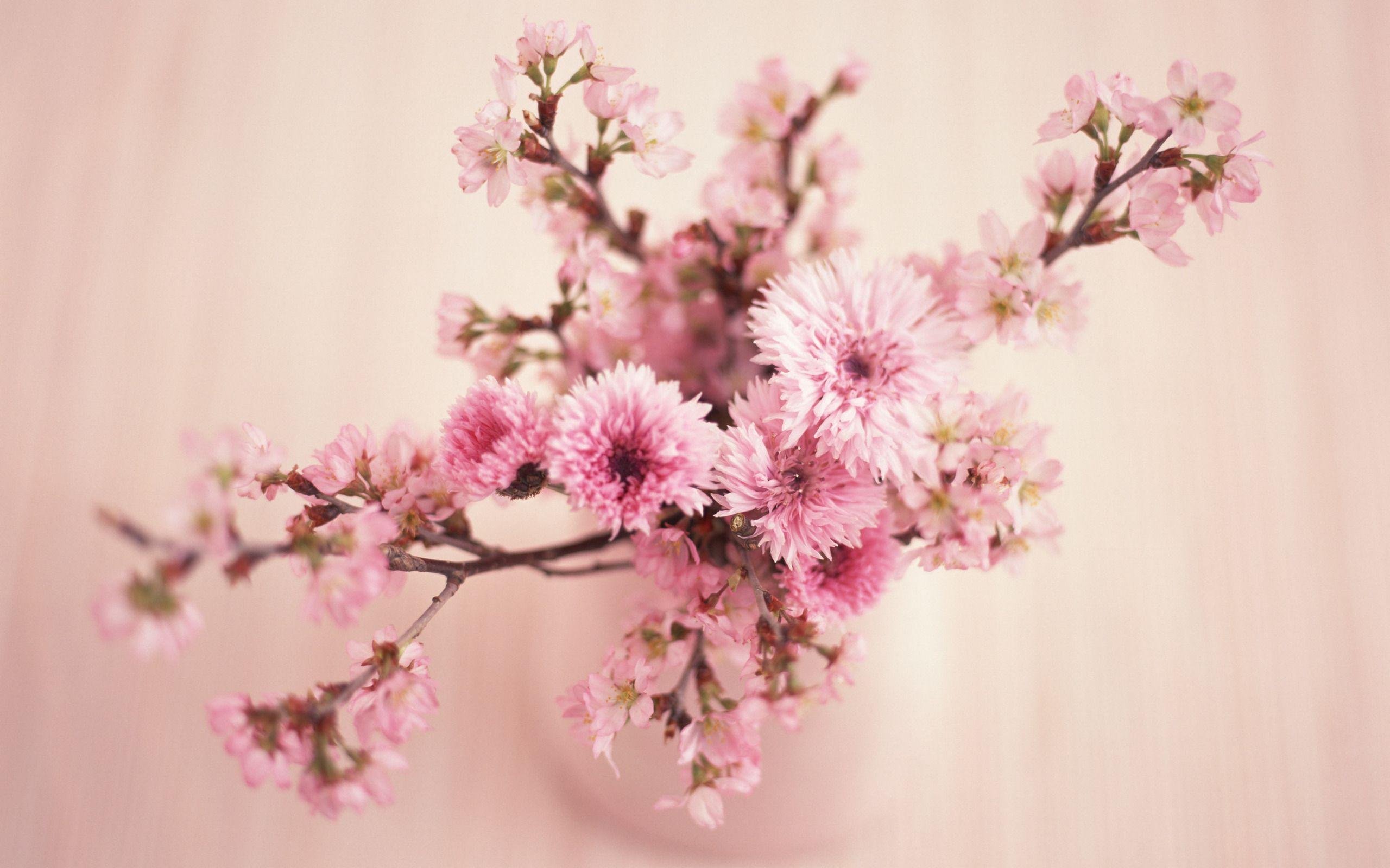 2560x1600 Flores 花卉