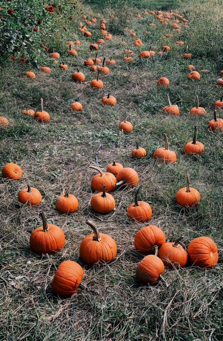 758x1157 Pumpkins lining a walking trail Wallpaper, iPhone