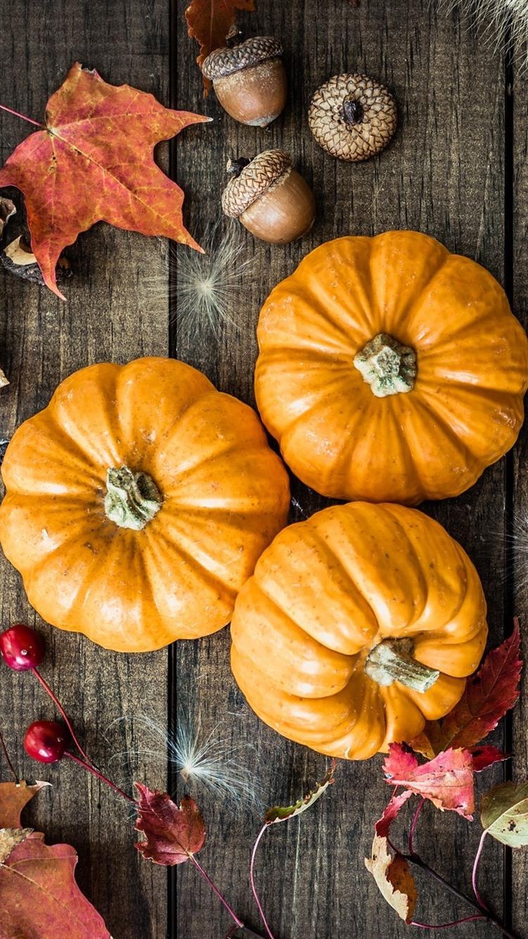 Pumpkin iPhone Wallpapers - Top Free Pumpkin iPhone Backgrounds ...