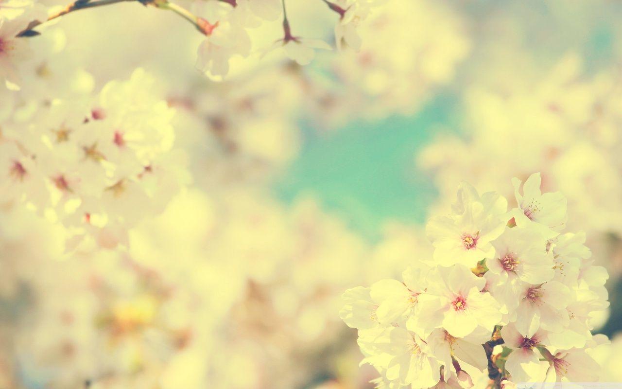 1280x800 Sakura ❤ 4K HD Desktop Wallpaper for 4K Ultra HD TV • Dual Monitor
