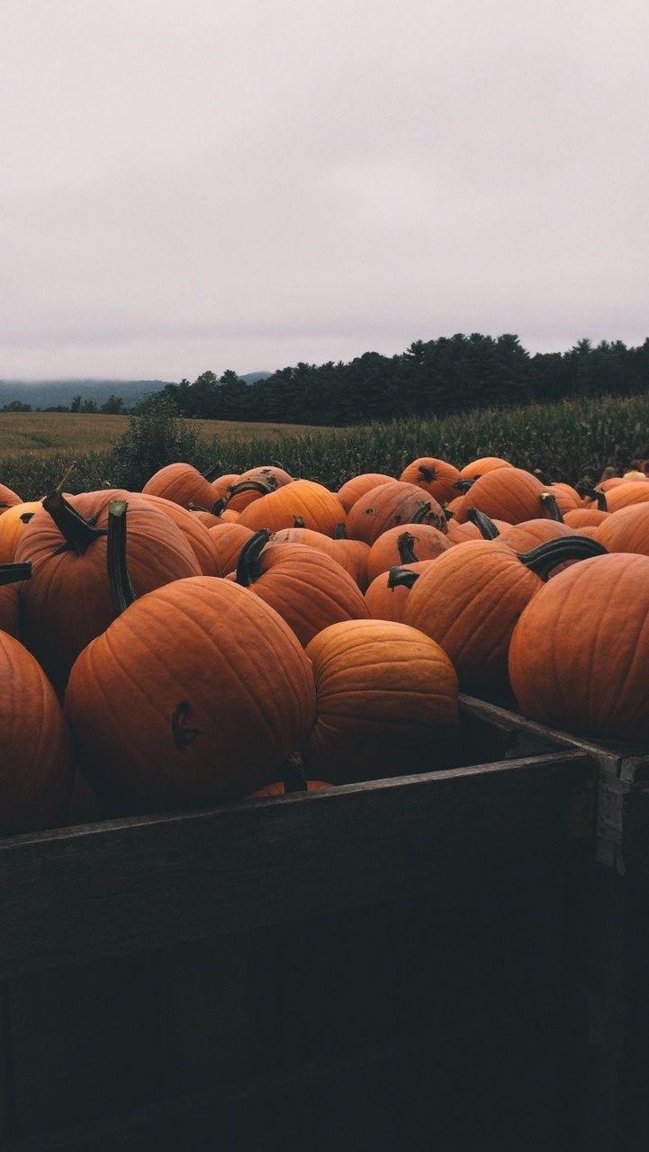 721x1280 iPhone and Android Wallpaper: Pumpkin Wallpaper for iPhone