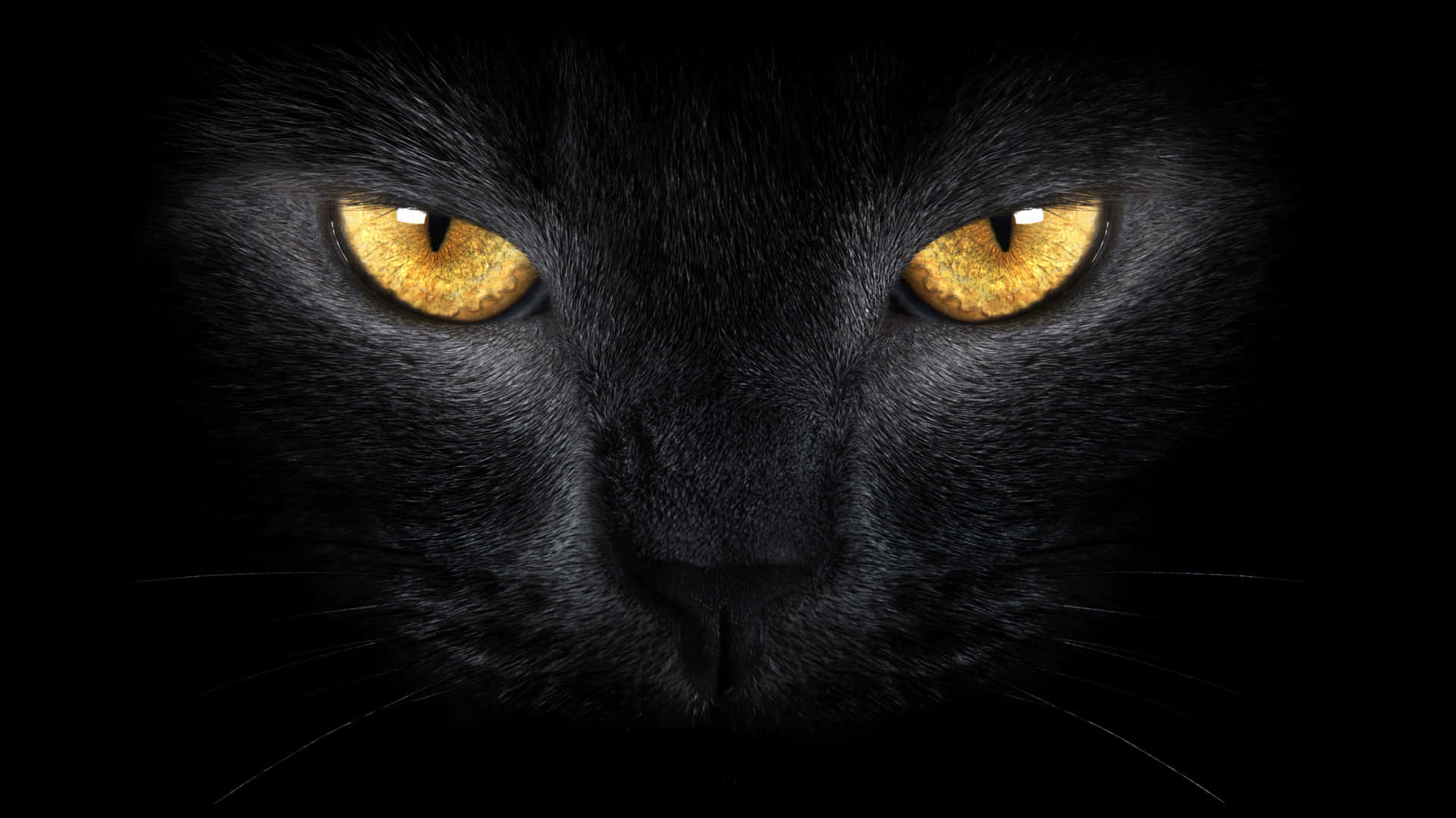 1920x1079 Golden Cat Eyes Black Wallpaper