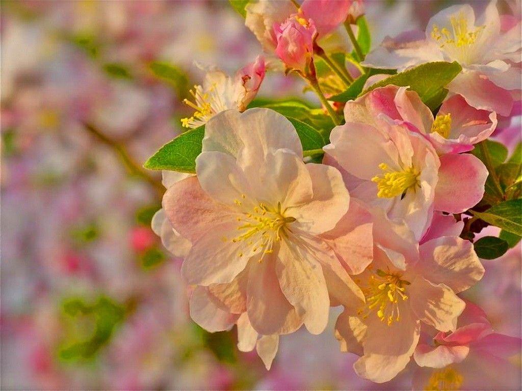 1024x768 Flowers: Sunshine Blossoms Flowers Pink Cherry Sun Wallpaper Flower