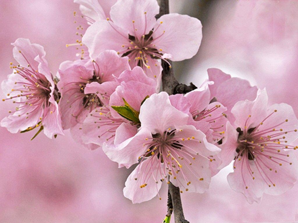 1024x768 Flower: Pink Cherry Blossoms Photography Flower Blossom Beauty