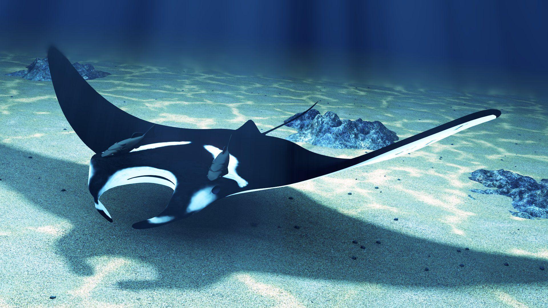 Mantaray live wallpaper for Android Mantaray free download for tablet and  phone