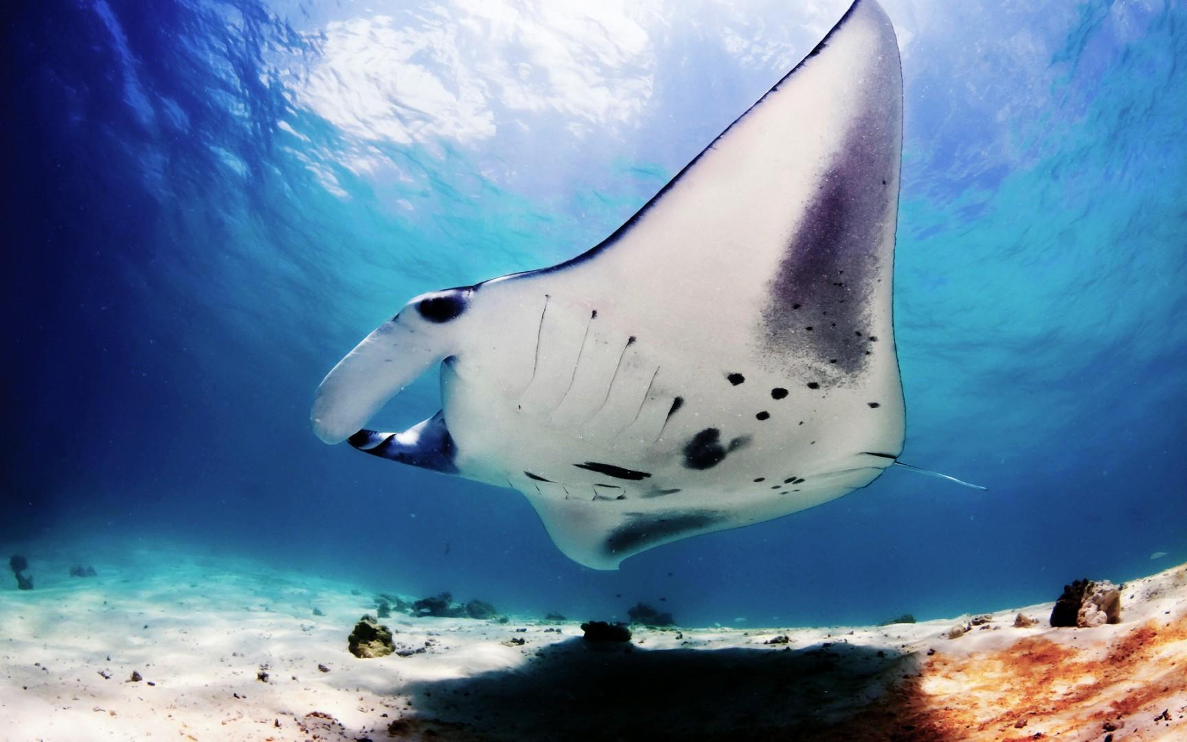 Manta ray HD wallpapers  Pxfuel