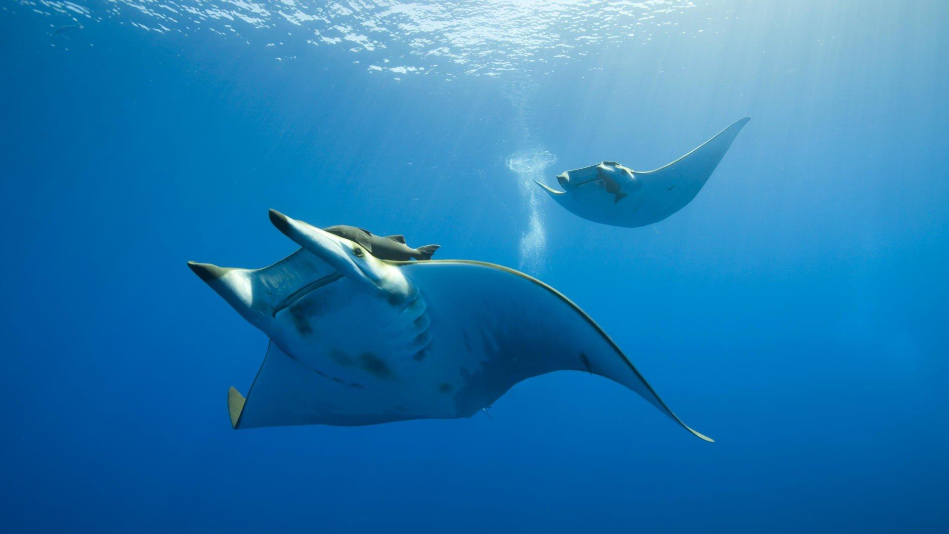 Manta Ray Wallpapers - Top Free Manta Ray Backgrounds - WallpaperAccess
