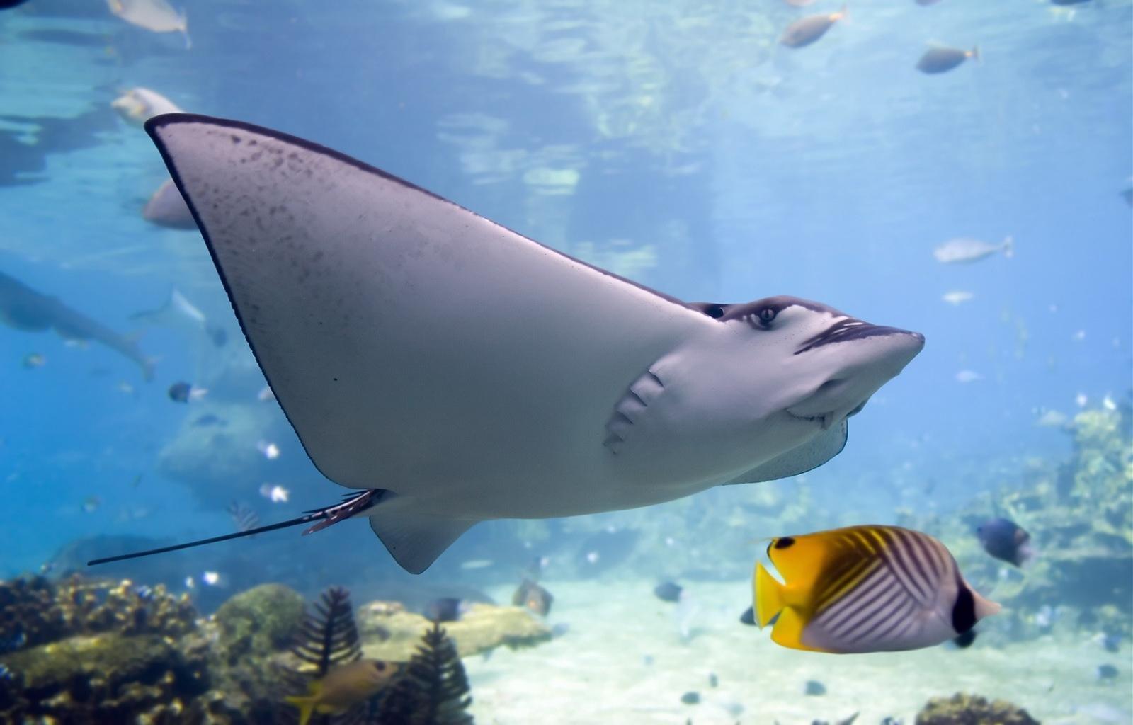 Manta Ray Images  Free Photos PNG Stickers Wallpapers  Backgrounds   rawpixel