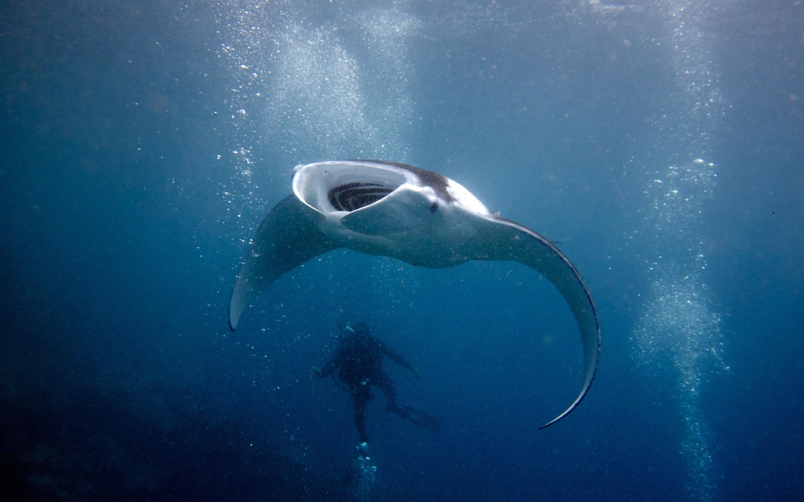 Manta Ray Hd Wallpapers  Manta ray Animals Ocean animals