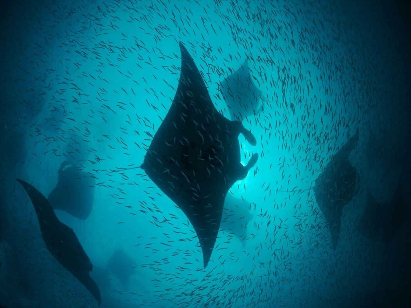 Manta Ray Wallpapers - Top Free Manta Ray Backgrounds - WallpaperAccess