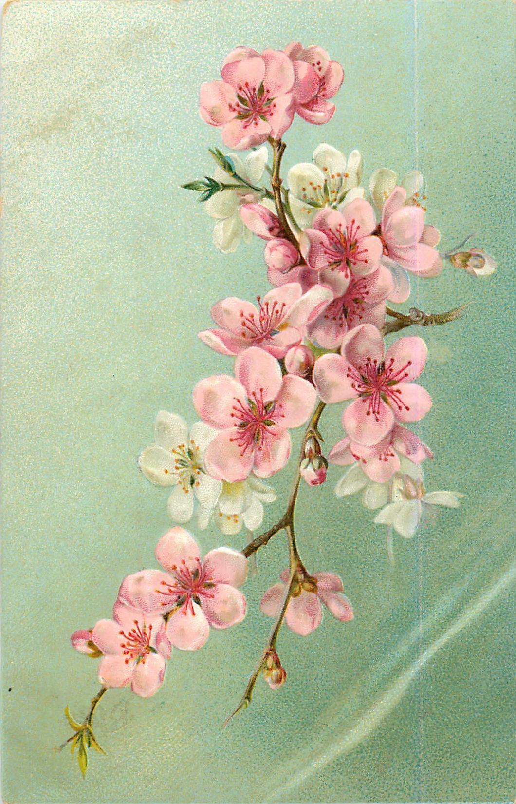 1060x1650 fruit blossom, mostly pink but some white flowers. Diana