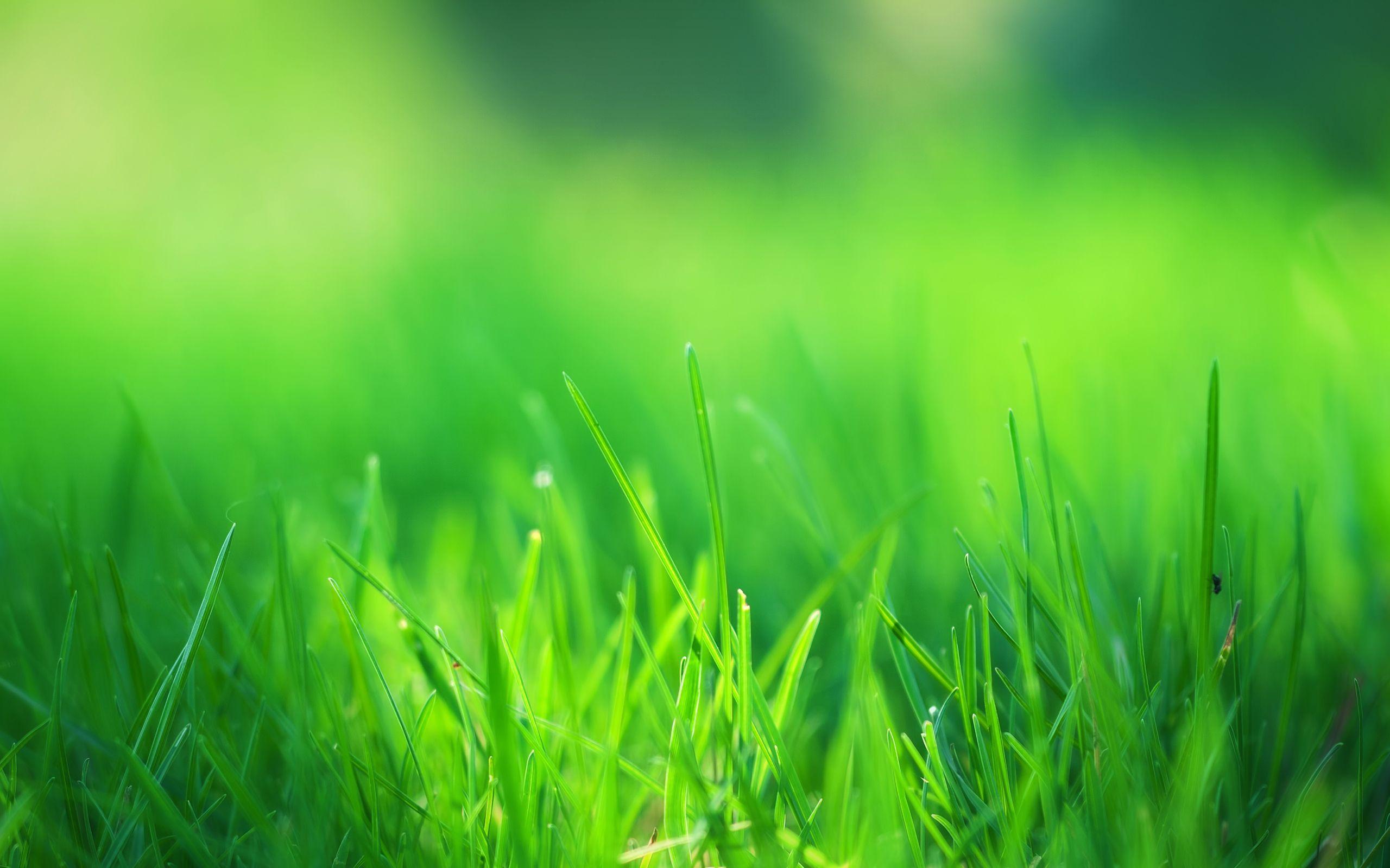 Grass Green Wallpapers Top Free Grass Green Backgrounds WallpaperAccess Grass Green Wallpapers Top Free Grass Green Backgrounds WallpaperAccess