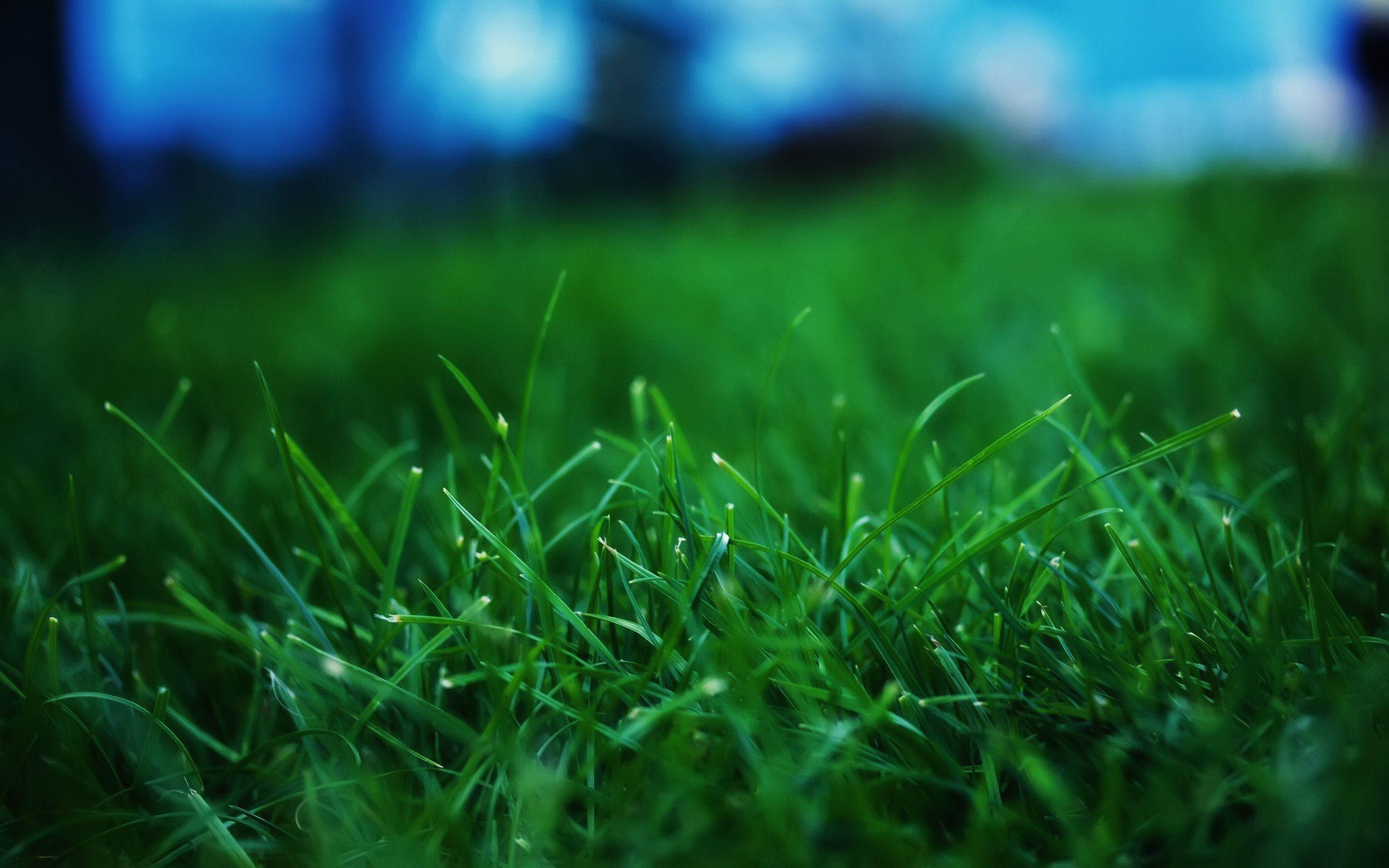 Hình nền cỏ xanh 2560x1600