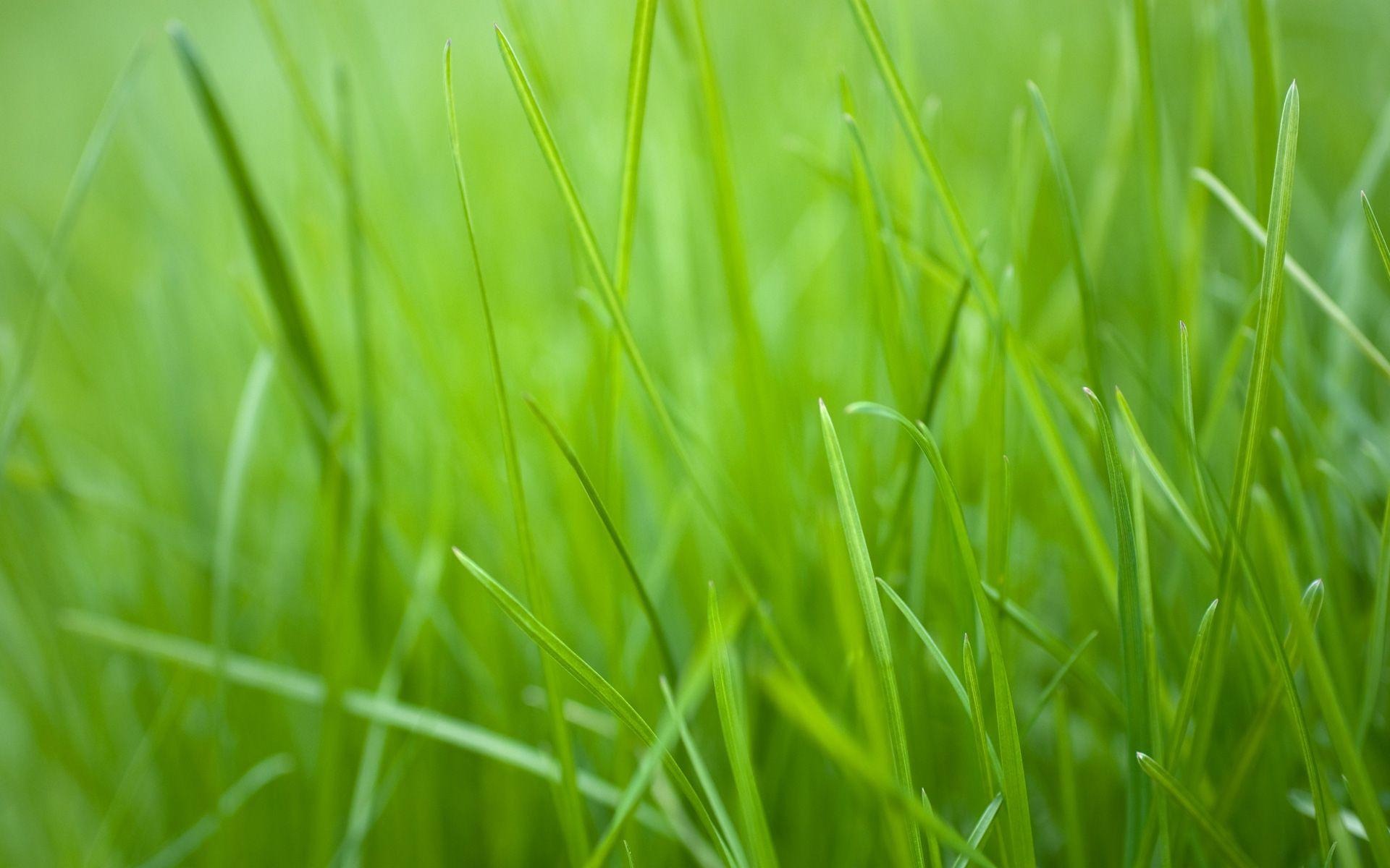 1920x1200 Green Grass Hình nền HD Rock & Associates