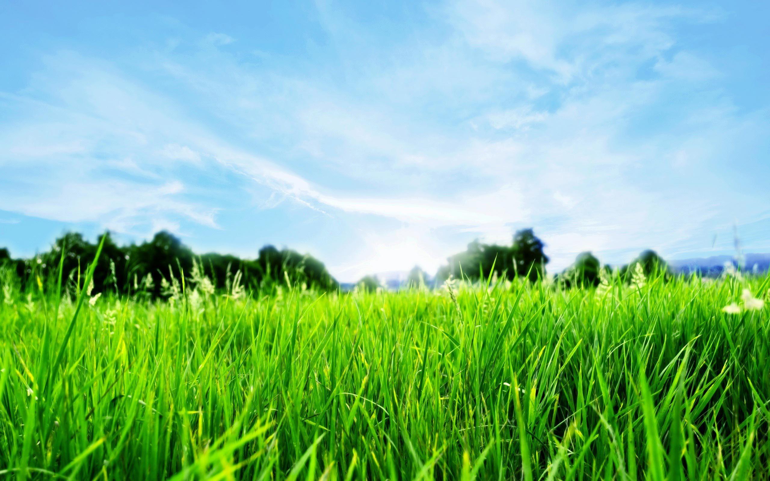 2560x1600 Blue Sky Green Grass
