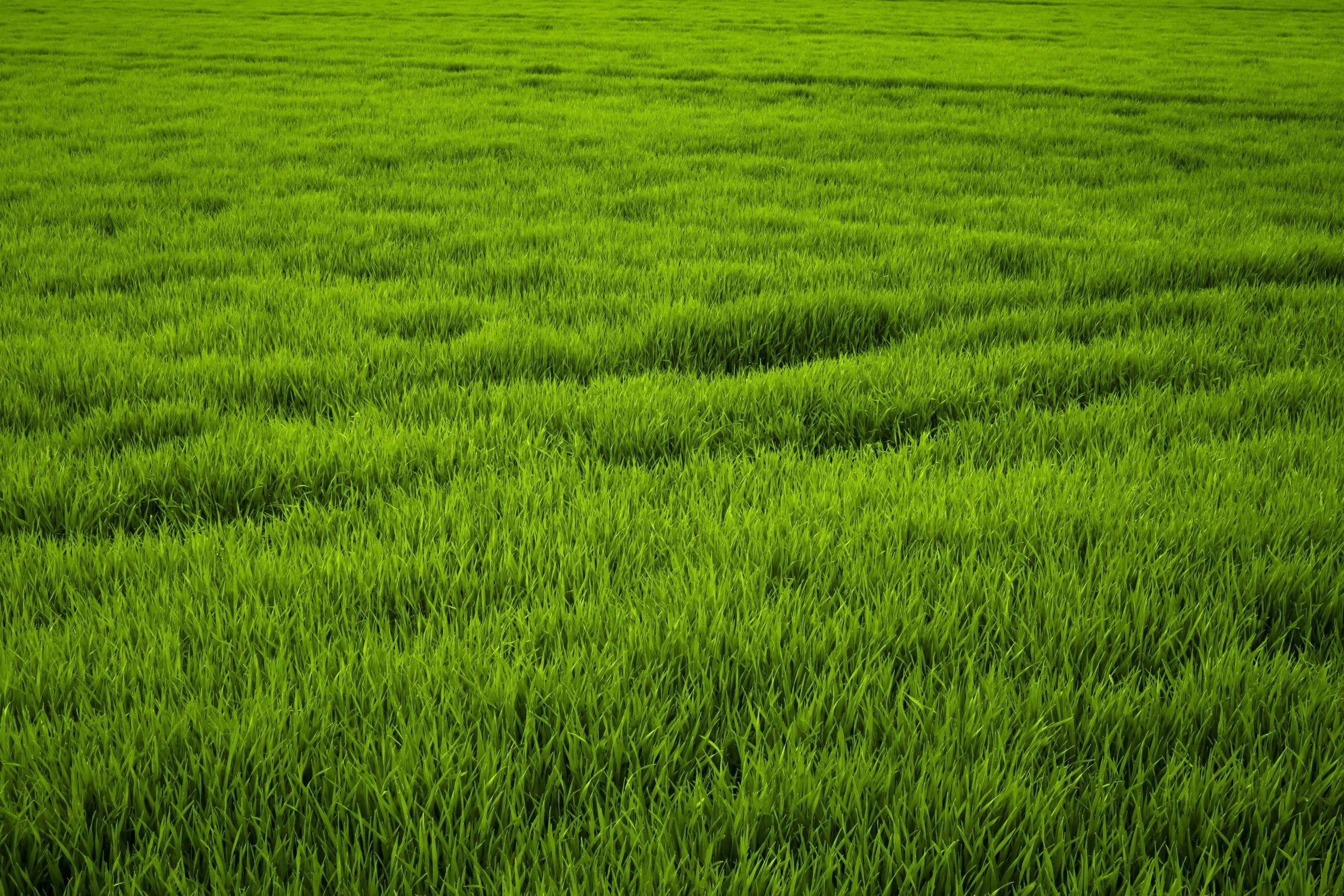 HD Wallpaper: Green Grass Field, Background, Lawn,, 54% OFF