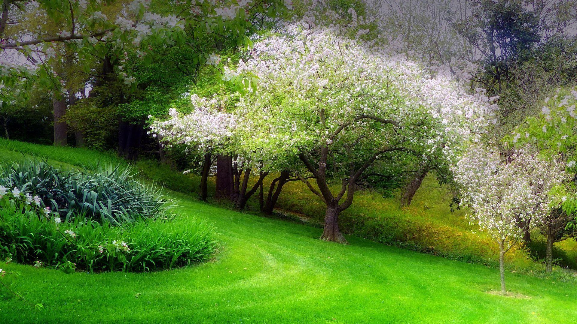 Hình nền 1920x1080 Green Grass and Spring Flower Tree