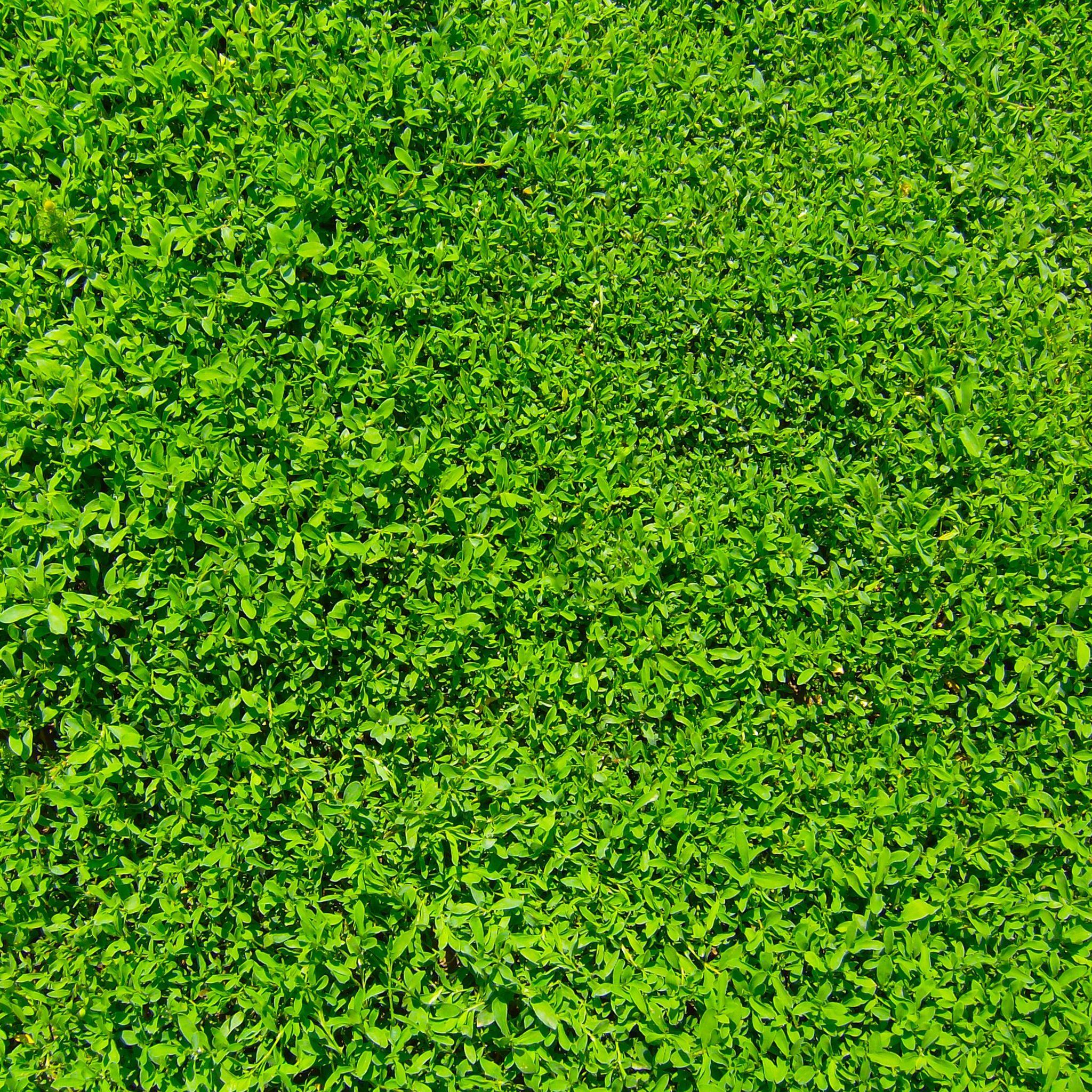 2048x2048 Green Grass Hình nền iPad Air Tải xuống miễn phí