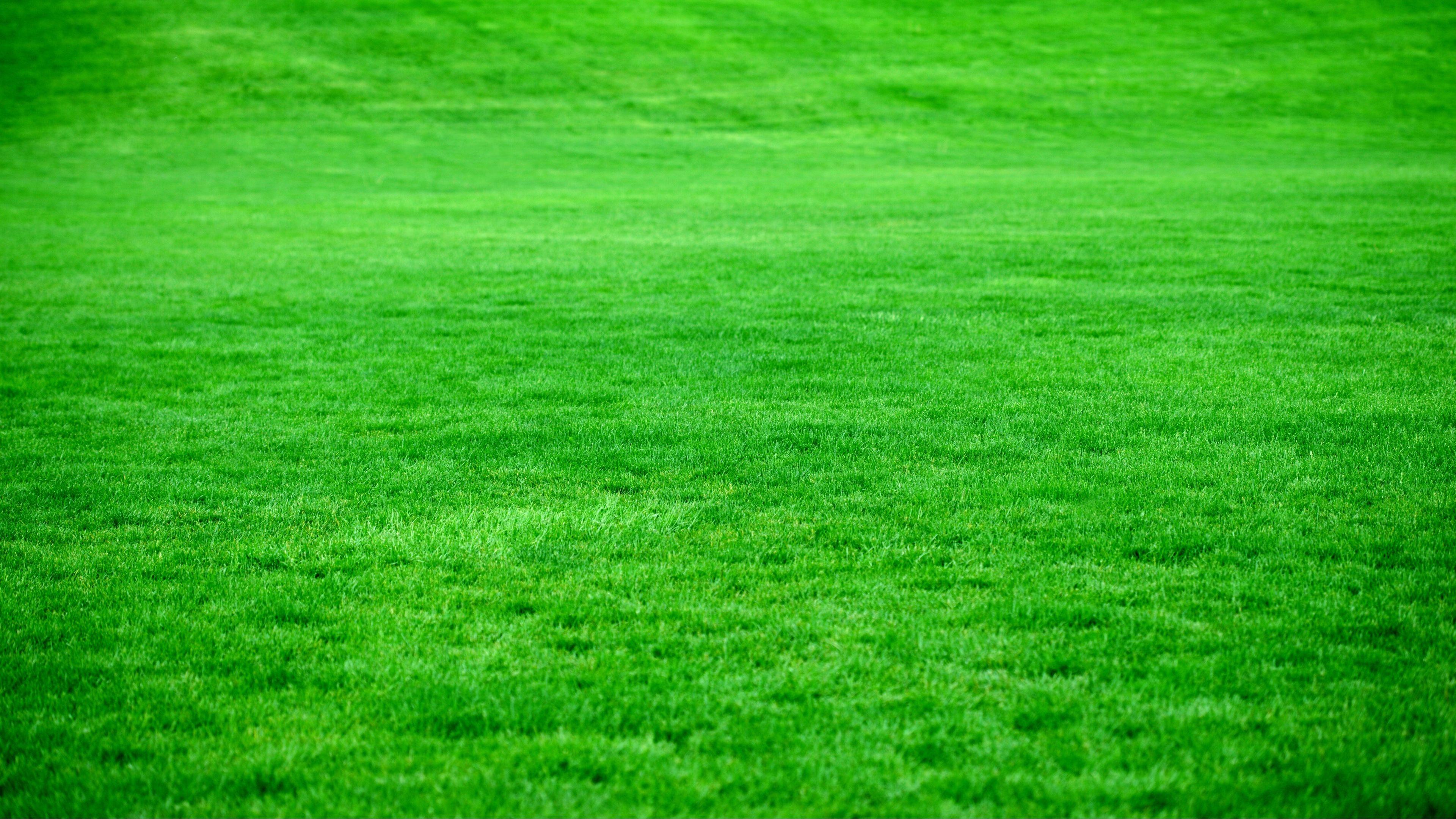 3840x2160 Tải xuống hình nền 3840x2160 cỏ, bãi cỏ, màu xanh lá cây, tươi sáng 4k