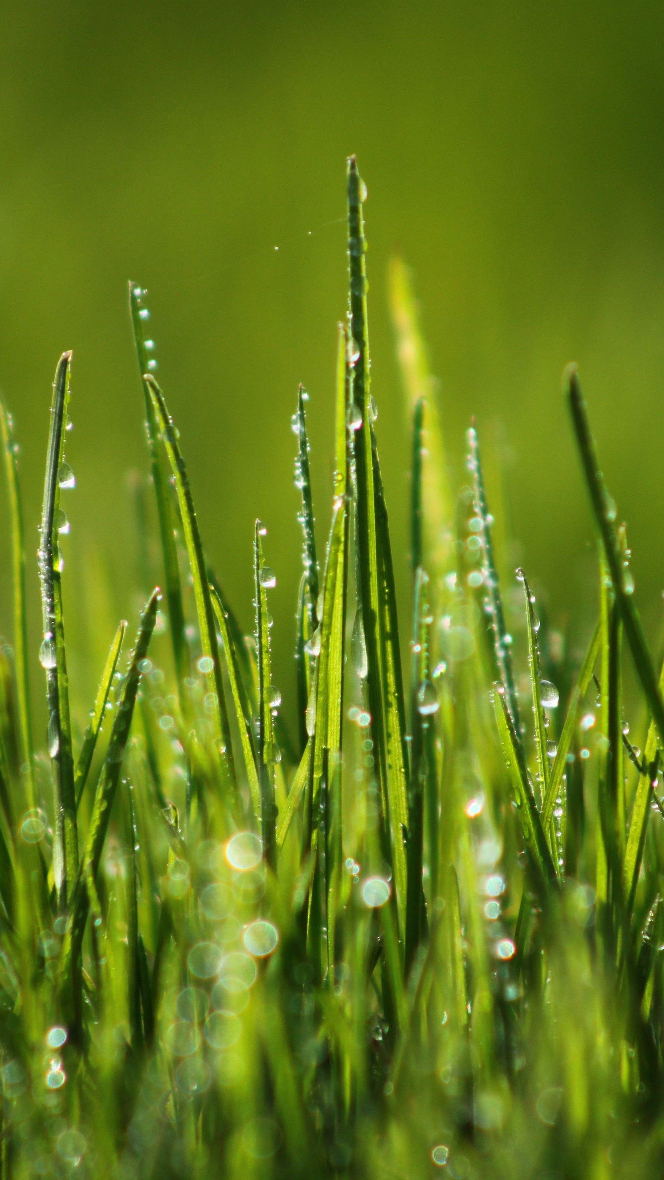 Green Grass Wallpapers - Top Free Green Grass Backgrounds - WallpaperAccess