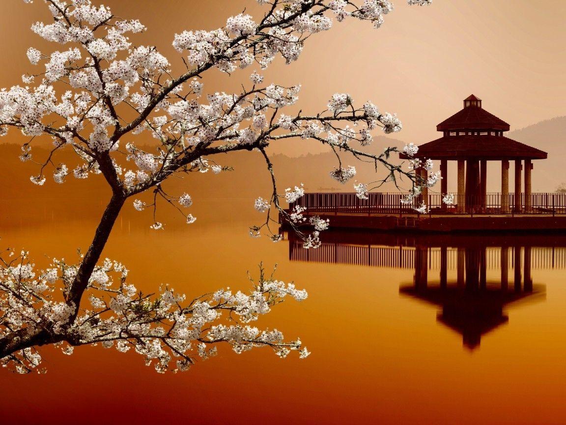1152x864 Houses: House Water Sakura Cherry Blossom Home Mountain Landscapes