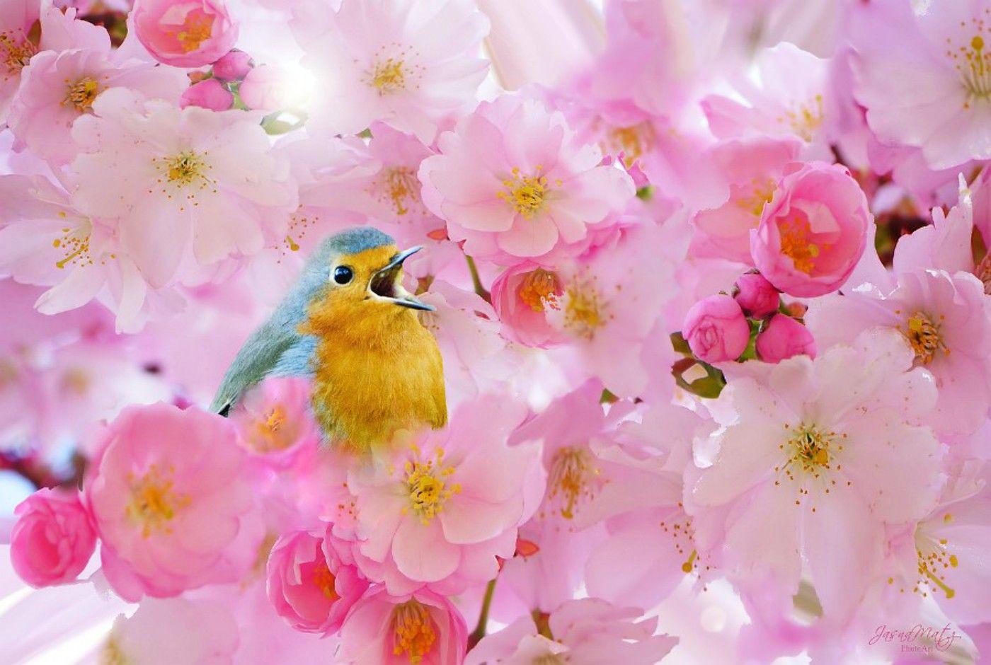 1400x940 Birds: Blossoms Cherry Spring Beautiful Song Flowers Bird Pink
